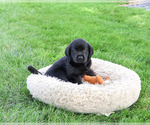 Small #4 Labrador Retriever