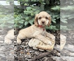Small #4 Cocker Spaniel