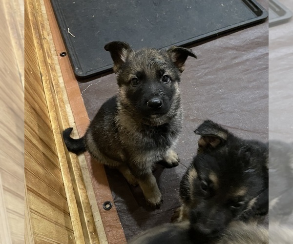 Medium Photo #2 German Shepherd Dog Puppy For Sale in MADISON HEIGHTS, VA, USA