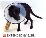 Small #1 Labrador Retriever Mix