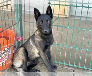 Mutt Dogs for adoption in Imlay City, MI, USA
