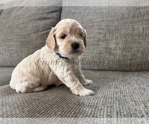 Cockapoo Puppy for sale in GRASS LAKE, MI, USA