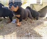 Small #9 Rottweiler