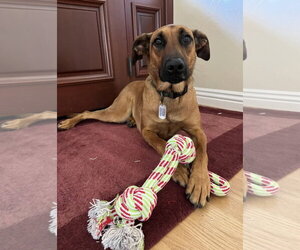 Doberman Pinscher-Unknown Mix Dogs for adoption in San Diego, CA, USA