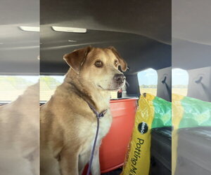 Labrador Retriever-Unknown Mix Dogs for adoption in Jackson, MS, USA