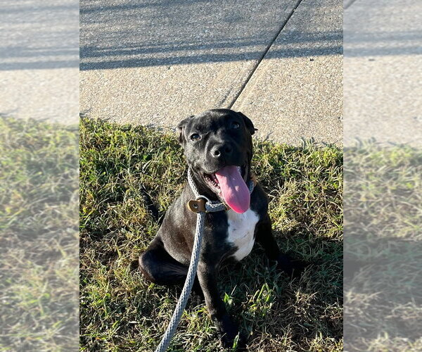 Medium Photo #1 Mutt Puppy For Sale in Evansville, IN, USA