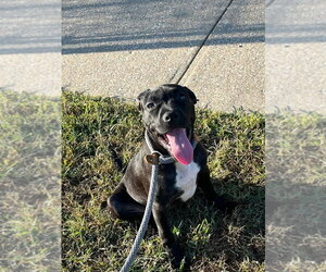 Mutt Dogs for adoption in Evansville, IN, USA