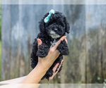 Small #3 Cocker Spaniel-Poodle (Miniature) Mix