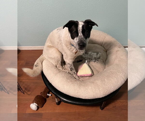 Medium Photo #2 Mutt Puppy For Sale in Minneapolis, MN, USA