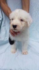 Old English Sheepdog Puppy for sale in KERNERSVILLE, NC, USA