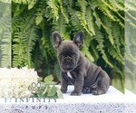 Small #2 French Bulldog