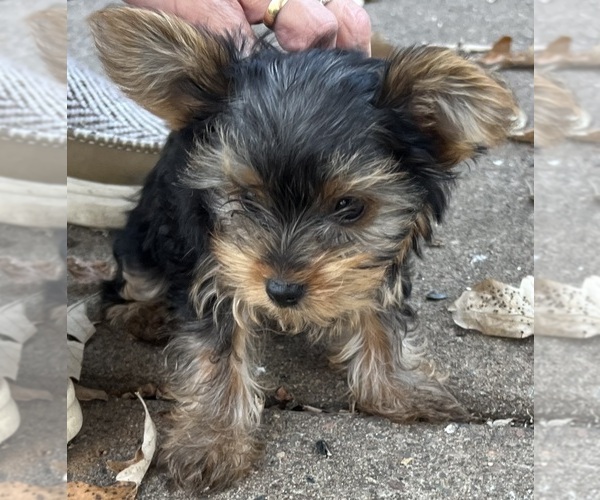 Medium Photo #13 Yorkshire Terrier Puppy For Sale in CHIPPEWA FALLS, WI, USA