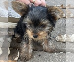 Litter of 4 - Male(s) and Female(s) Yorkshire TerrierLitter of Puppies for Sale - Photo #13