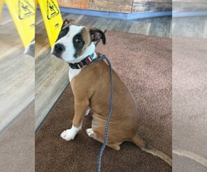 Boxer Dogs for adoption in Burnsville, MN, USA