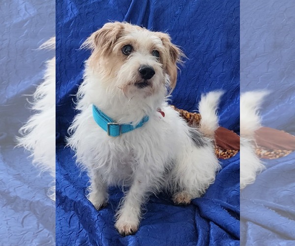 Medium Photo #4 Jack Russell Terrier-Unknown Mix Puppy For Sale in Cuba, NY, USA