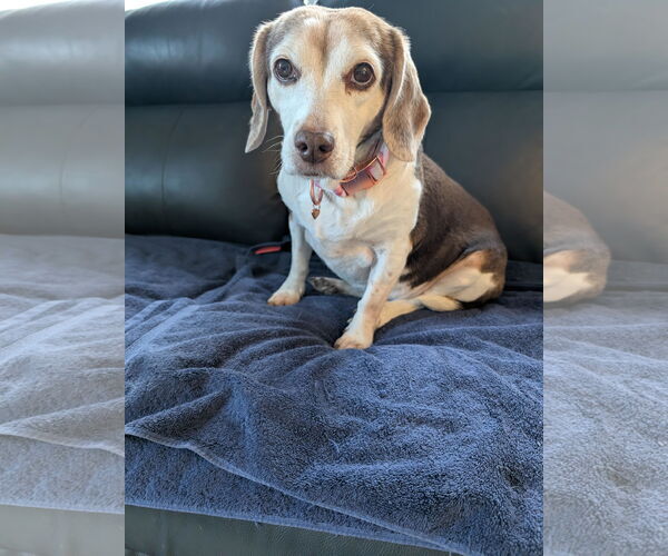 Medium Photo #1 Beagle-Unknown Mix Puppy For Sale in Princeton, MN, USA