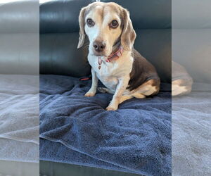 Beagle-Unknown Mix Dogs for adoption in Princeton, MN, USA