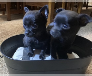 Chihuahua Puppy for sale in HARDY, AR, USA