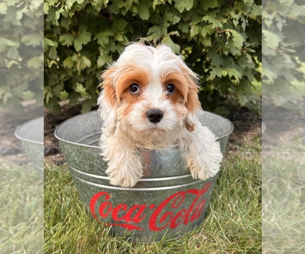 Medium Photo #4 Cavapoo Puppy For Sale in MIDDLEBURY, IN, USA