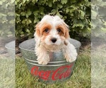 Small #3 Cavapoo