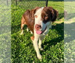 Small #3 Colonial Cocker Spaniel Mix