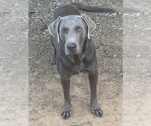 Father of the Labrador Retriever puppies born on 04/29/2024