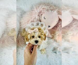 Medium Maltipoo (Toy)