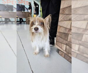 Mutt Dogs for adoption in Temple, TX, USA