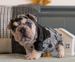 Small #10 French Bulldog