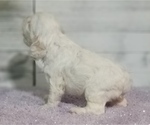Small Photo #22 Cocker Spaniel Puppy For Sale in TERRY, MS, USA