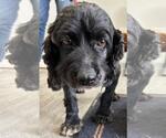 Small #6 Cocker Spaniel
