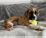Small #4 Boxer