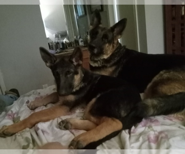 Medium Photo #13 German Shepherd Dog Puppy For Sale in HOUSTON, TX, USA