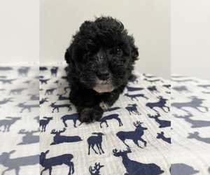 Aussiedoodle Miniature Puppy for sale in SHILOH, OH, USA