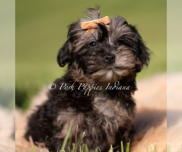Medium Photo #1 Yorkipoo Puppy For Sale in WARSAW, IN, USA