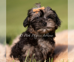 Puppy Juno Yorkipoo