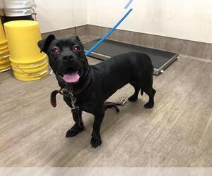 American Staffordshire Terrier-Unknown Mix Dogs for adoption in Pasadena, CA, USA
