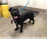 Small American Staffordshire Terrier Mix