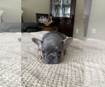 Small Photo #10 French Bulldog Puppy For Sale in HILTON, NY, USA