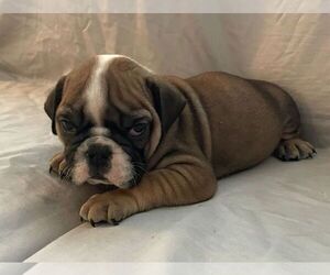 English Bulldog Puppy for sale in JOHNS ISLAND, SC, USA