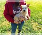 Small Photo #1 Texas Heeler Puppy For Sale in PAOLA, KS, USA