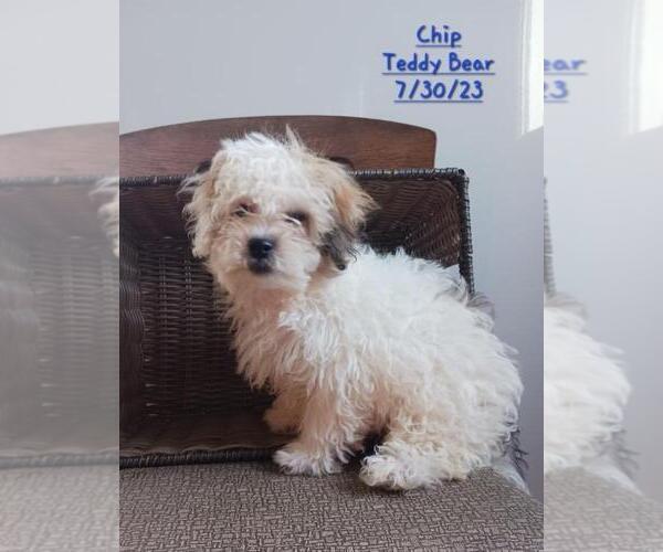 Medium Photo #1 Zuchon Puppy For Sale in TOPEKA, IN, USA