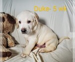 Puppy 1 Labrador Retriever