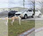 Small #7 Labrador Retriever Mix
