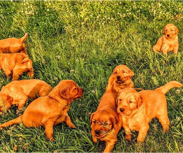 Medium Photo #1 Golden Retriever Puppy For Sale in BUTTE, MT, USA