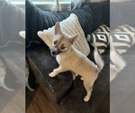 Small #87 Pomsky