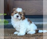 Small #3 Shih Tzu