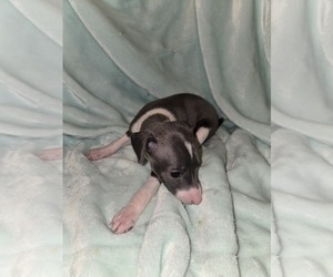 Italian Greyhound Puppy for sale in NESBIT, MS, USA