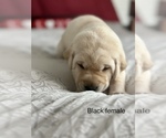 Small Photo #2 Labrador Retriever Puppy For Sale in INVERNESS, FL, USA