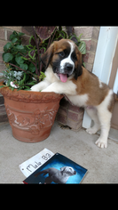 Saint Bernard Puppy for sale in ELM CREEK, NE, USA